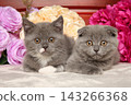 Two young grey kittens resting among vibrant pink floral blooms 143266368