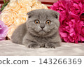 Scottish fold kitten resting among bright spring garden floral blooms 143266369