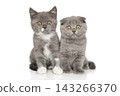 Two grey scottish fold kittens sitting together on ground 143266370