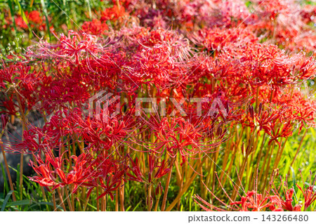 A vibrant cluster of red spider lilies (Lycoris radiata) blooming across the field in the autumn sunlight. A vibrant cluster of red spider lilies (Lycoris radiata) blooming across the field in the autumn sunlight. 143266480