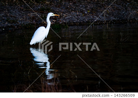 一隻大白鷺(Ardea alba)站在一片深色的水體旁,它的倒影清晰可見於水面上。 一隻大白鷺(Ardea alba)站在一片深色的水體旁,它的倒影清晰可見於水面上。 143266509
