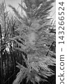 這是一幅以單色表現的抽象畫，捕捉了蒲葦（Cortaderia selloana）的羽狀物在風中搖曳的景象。 143266524