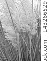 一幅高調的單色畫作，描繪了蒲葦（Cortaderia selloana）的柔軟羽狀莖。 143266529