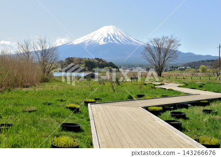 在河口湖北岸大石公園最西端的步道和長滿嫩芽的草地之間的遠處,可以看到白雪皚皚的富士山。 在河口湖北岸大石公園最西端的步道和長滿嫩芽的草地之間的遠處,可以看到白雪皚皚的富士山。 143266676