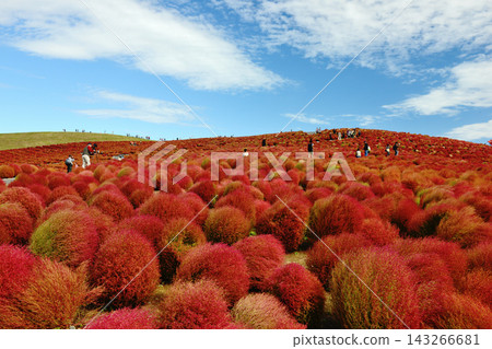 在日立海濱公園的掃帚草山上,紅色的掃帚草在秋天天空的襯托下格外醒目,與藍天白雲形成了美麗的對比。 在日立海濱公園的掃帚草山上,紅色的掃帚草在秋天天空的襯托下格外醒目,與藍天白雲形成了美麗的對比。 143266681