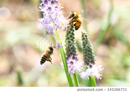 Honeybees gathering on the flowers of the Scilla scilloides Honeybees gathering on the flowers of the Scilla scilloides 143266731