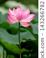 Beautiful pink lotus flowers blooming in Shinobazu Pond 143266782