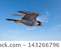 A peregrine falcon flying against a blue sky 143266796