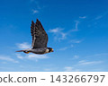 A peregrine falcon searching for prey 143266797