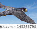 A peregrine falcon flying in the blue sky 143266798
