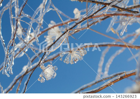 Frozen plant seeds encased in crystal clear ice against a deep blue sky Frozen plant seeds encased in crystal clear ice against a deep blue sky 143266923