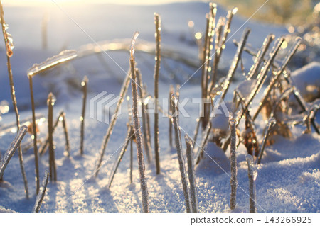 Frozen grass stalks glistening in the bright winter sunlight Frozen grass stalks glistening in the bright winter sunlight 143266925