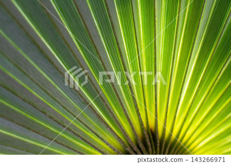 close up straight lines texture of green palm leaves 143266971