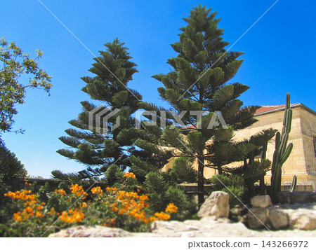 Norfolk Island pines and garden at the Church of the Transfiguration on Mount Tabor Norfolk Island pines and garden at the Church of the Transfiguration on Mount Tabor 143266972