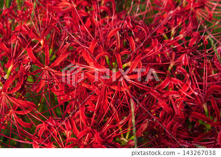 深紅色的higambana 深紅色的higambana 143267038