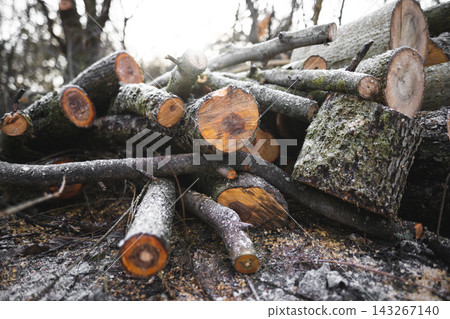 many cut trees in the forest for firewood many cut trees in the forest for firewood 143267140
