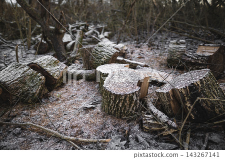 many cut trees in the forest for firewood 143267141