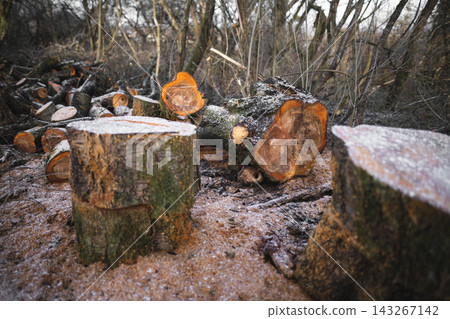many cut trees in the forest for firewood many cut trees in the forest for firewood 143267142