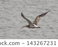 The Eurasian Curlew took flight. 143267231