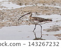 Eurasian Curlews have arrived. 143267232