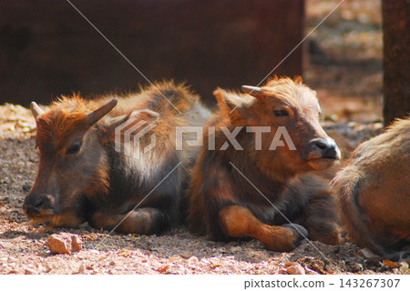 several young buffaloes lives in the reserve several young buffaloes lives in the reserve 143267307