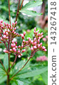 Fujikaka的芽 143267418