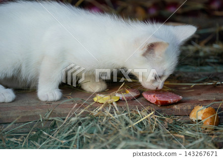 Small white kitten eating a treat in a rustic setting Small white kitten eating a treat in a rustic setting 143267671