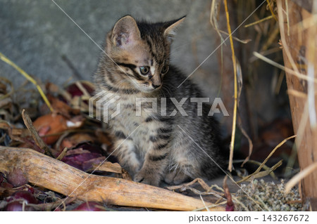 Small tabby kitten sitting among dry leaves and twigs Small tabby kitten sitting among dry leaves and twigs 143267672