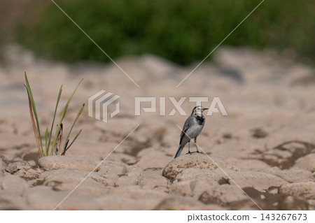 White Wagtail (Motacilla alba) standing on a rocky riverbank White Wagtail (Motacilla alba) standing on a rocky riverbank 143267673