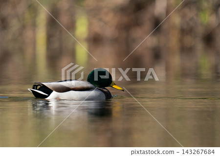 Male mallard duck (Anas platyrhynchos) with perfect reflection on calm water Male mallard duck (Anas platyrhynchos) with perfect reflection on calm water 143267684