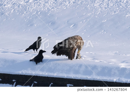 白尾鷹和烏鴉冬雪 白尾鷹和烏鴉冬雪 143267804
