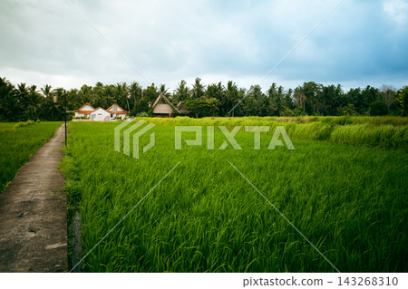 Ubud rice terrace pathway in Bali surrounded by lush tropical countryside beneath dramatic clouds. Peaceful travel destination, wellness retreat and slow living landscape Ubud rice terrace pathway in Bali surrounded by lush tropical countryside beneath dramatic clouds. Peaceful travel destination, wellness retreat and slow living landscape 143268310