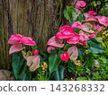 Group of fresh pink flamingo flowers with green leaves in a tropical garden. 143268332