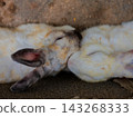 Two cute domestic rabbits sleeping and cuddling together. 143268333