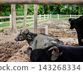 Water buffalo covered in mud resting in a rural farm enclosure. 143268334