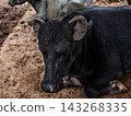 Close up portrait of a black water buffalo lying down in the mud 143268335