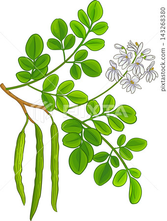 Moringa Branch Colored Detailed Illustration Moringa Branch Colored Detailed Illustration 143268380