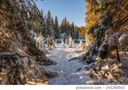 Snow-covered trees in the Modrava valley of Sumava National Park, Czech Republic, illuminated by warm sunset light, creating a magical winter landscape. 143268561