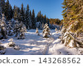 Snow-covered trees in the Modrava valley of Sumava National Park, Czech Republic, illuminated by warm sunset light, creating a magical winter landscape. 143268562