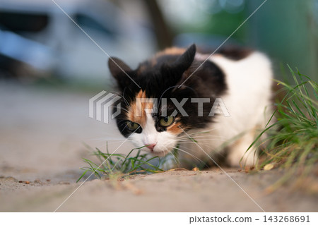 Fluffy calico cat lying on the ground outdoors in summer Fluffy calico cat lying on the ground outdoors in summer 143268691