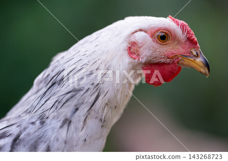 Close-up profile portrait of a white and grey speckled chicken Close-up profile portrait of a white and grey speckled chicken 143268723