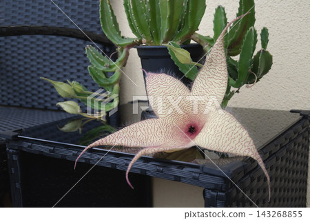 A close-up view of the strange and beautiful flowers of the succulent plant Stapelia gigantea (Royal Rhinoceros Horn). A close-up view of the strange and beautiful flowers of the succulent plant Stapelia gigantea (Royal Rhinoceros Horn). 143268855