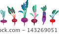Beet varieties with colorful leafy greens 143269051