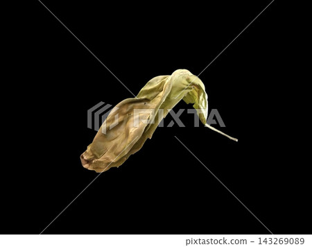 Fallen leaves against a black background Fallen leaves against a black background 143269089