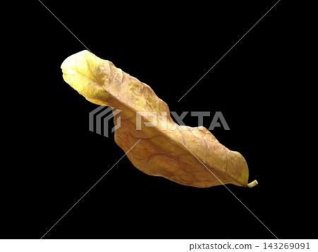 Fallen leaves against a black background Fallen leaves against a black background 143269091