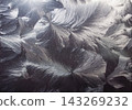 feather as a background 143269232