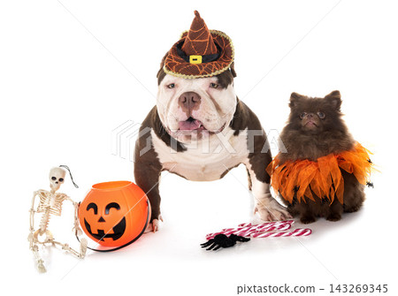 american bully and spitz american bully and spitz 143269345