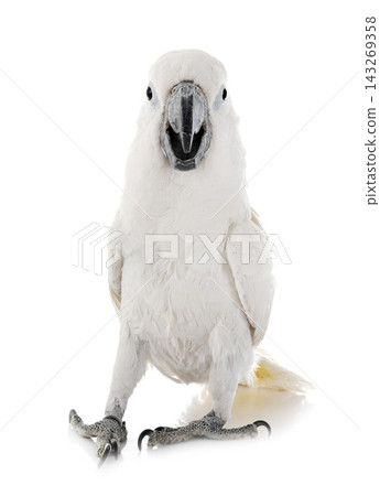 White cockatoo in studio White cockatoo in studio 143269358