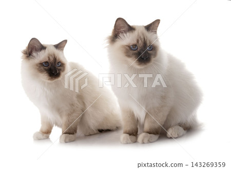 birman kitten in studio birman kitten in studio 143269359