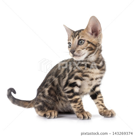 bengal kitten in studio bengal kitten in studio 143269374
